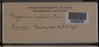 Physarum nutans image